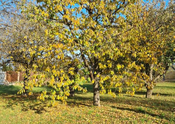 Záhrady - Moldava nad Bodvou