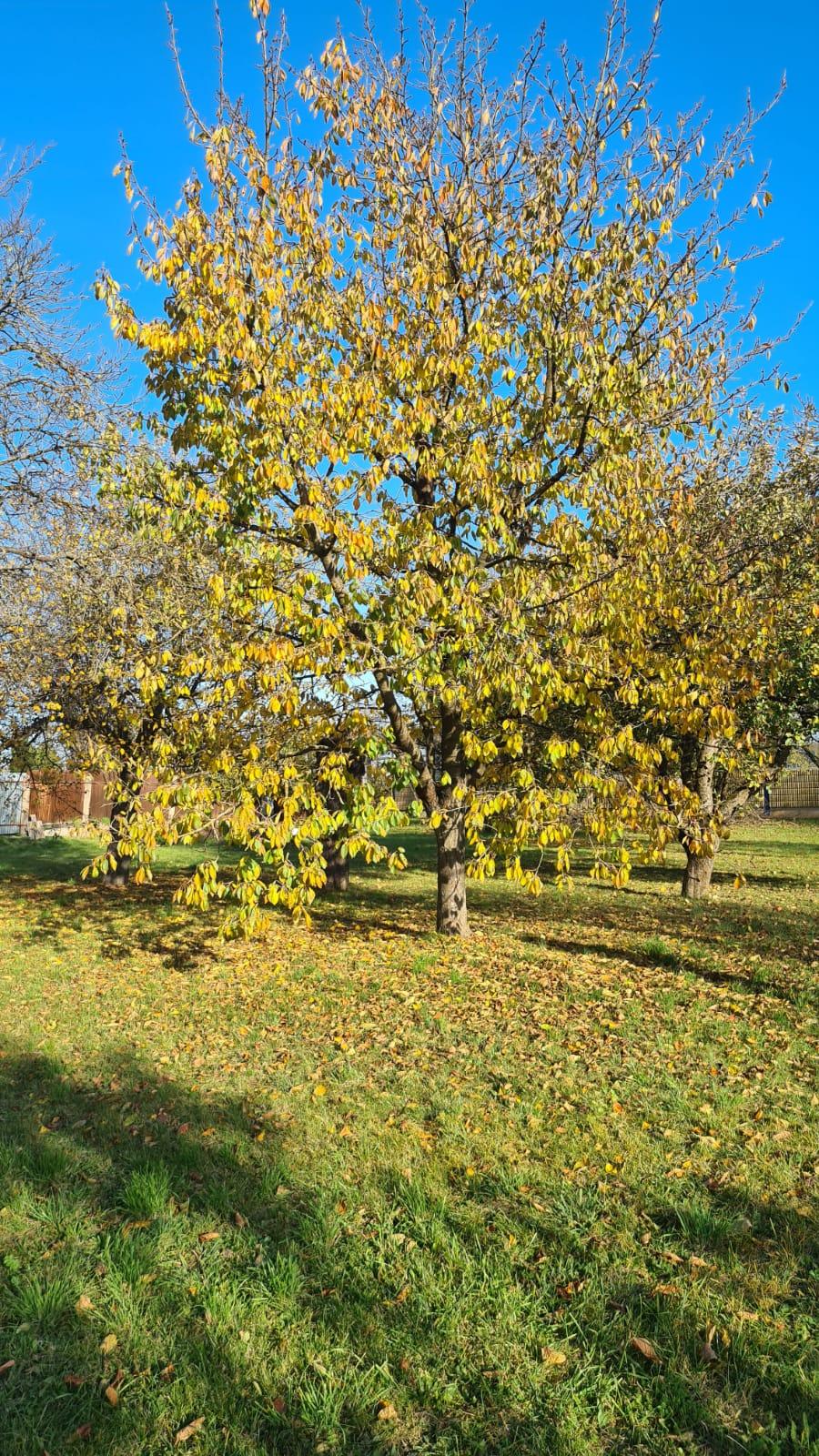 Záhrady - Moldava nad Bodvou